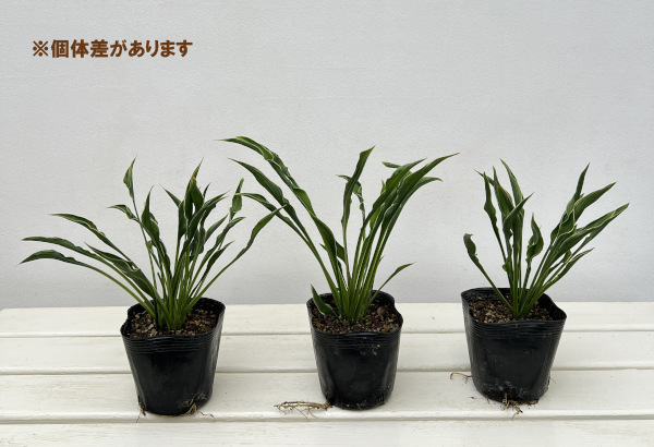 ギボウシ:プレイングハンズ3.5号ポット