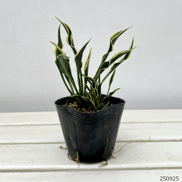 ギボウシ:ハンズアップ3.5号ポット