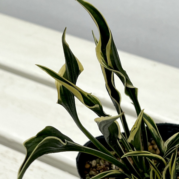 ギボウシ:ハンズアップ3.5号ポット