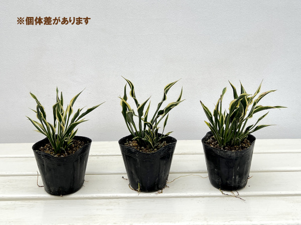 ギボウシ:ハンズアップ3.5号ポット