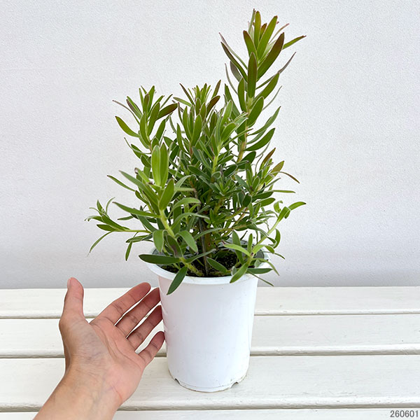 ミメテス：グリーン4号鉢植え