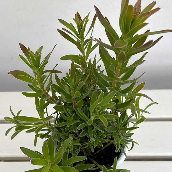 ミメテス：グリーン4号鉢植え