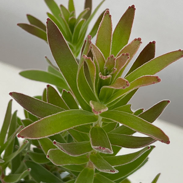 ミメテス：グリーン4号鉢植え