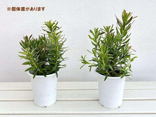ミメテス：グリーン4号鉢植え