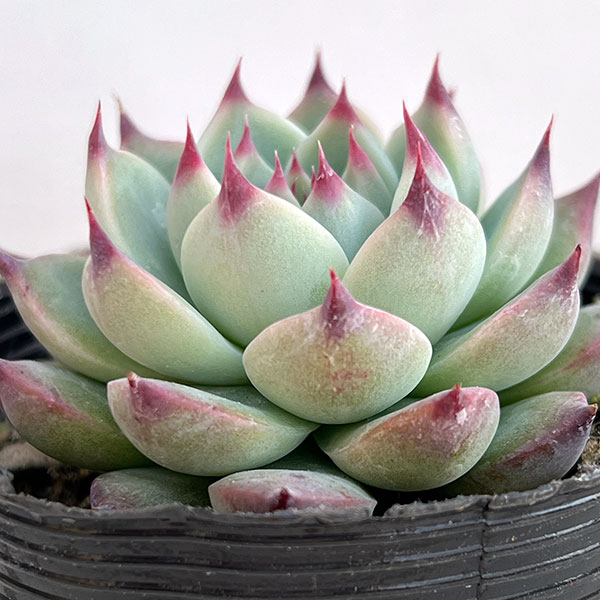 エケベリア：桃太郎（モモタロウ）　2.5号ポット