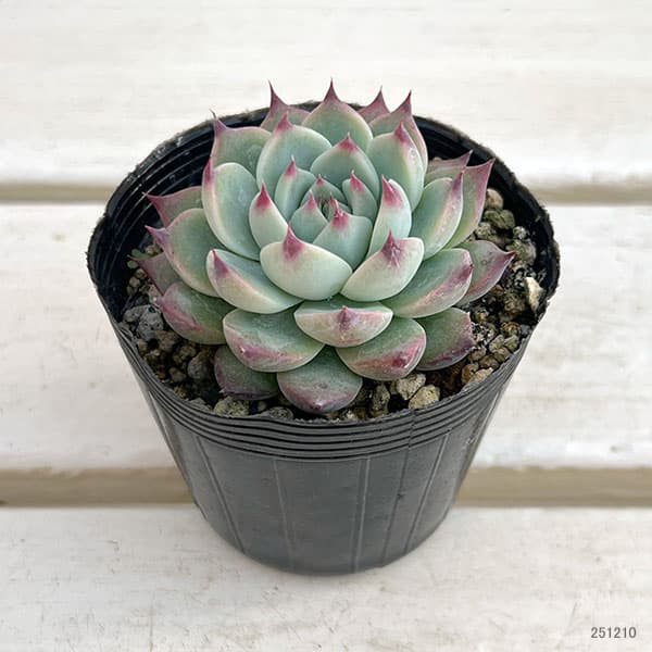 エケベリア：桃太郎（モモタロウ）　2.5号ポット