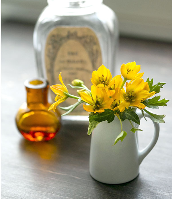 オーニソガラム：イエロー4号鉢植え