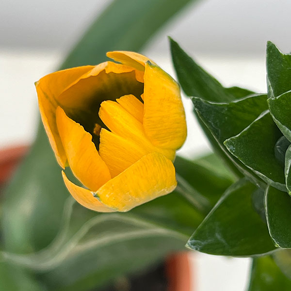 オーニソガラム：イエロー4号鉢植え