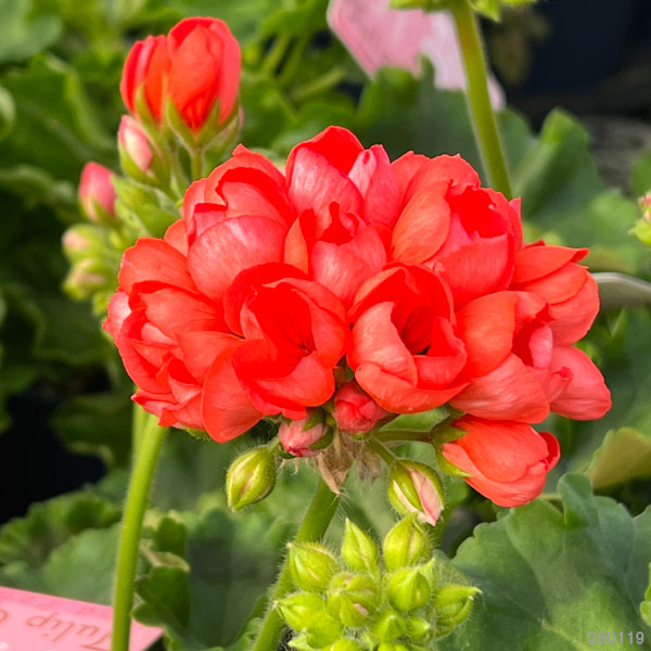 園芸ネット本店｜ゼラニウム（チューリップ咲き）：レッドパンドラ5号