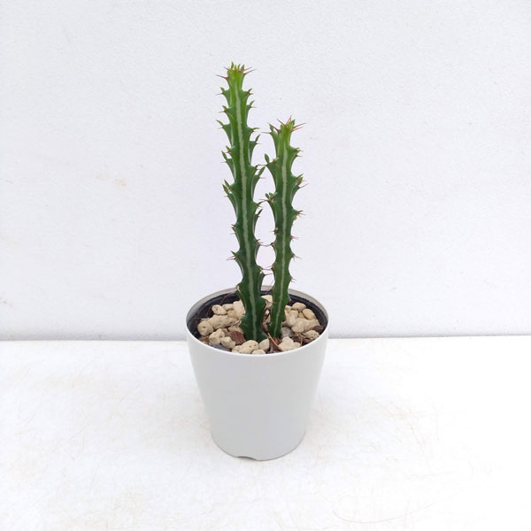 ユーフォルビア・クンチー（Euphorbia kunthii）５号　 「狗奴子キリン」