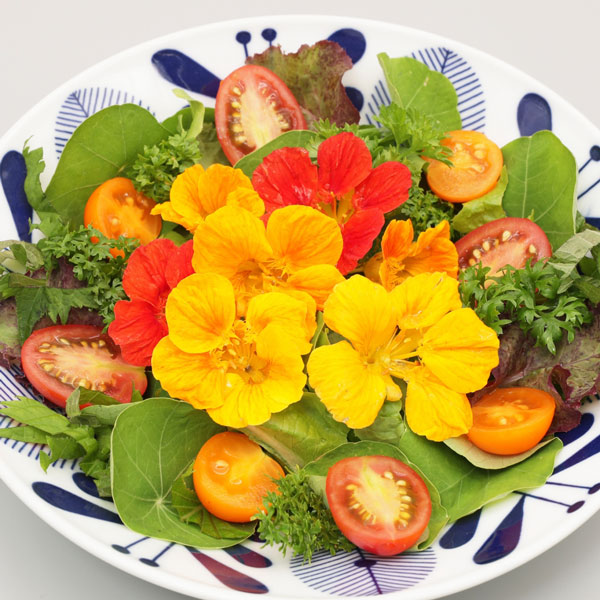 ナスタチウム：トールクライミング3号ポット