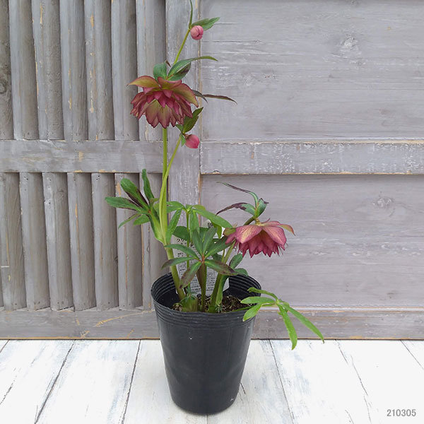 エレガントローズさま 25年11月中下旬予約]クリスマスローズ：*エレガンスフレアピンク