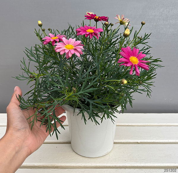 マーガレット:スマッシュ ピンク&レモン5号鉢植え