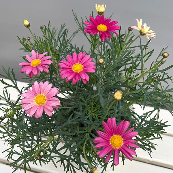 マーガレット:スマッシュ ピンク&レモン5号鉢植え