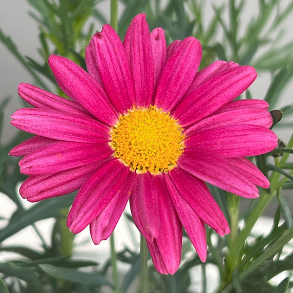 マーガレット:スマッシュ ピンク&レモン5号鉢植え