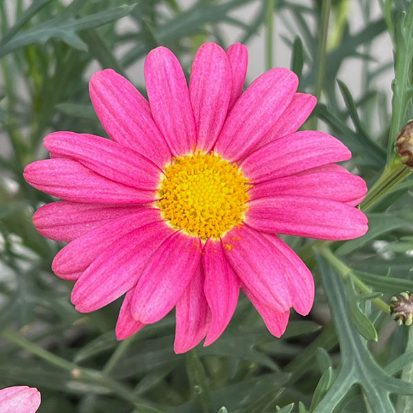 マーガレット:スマッシュ ピンク&レモン5号鉢植え