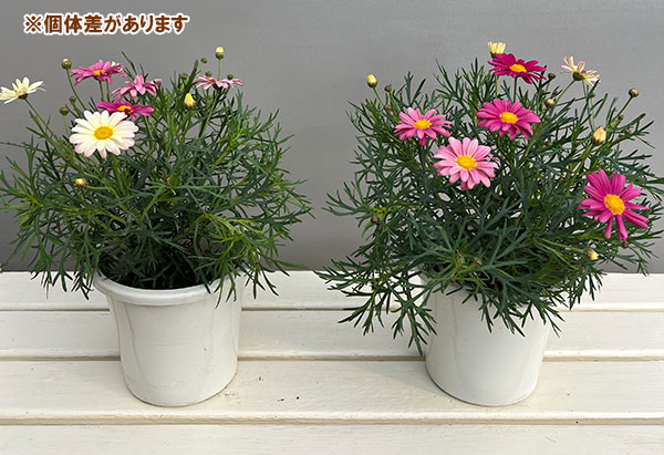 マーガレット:スマッシュ ピンク&レモン5号鉢植え