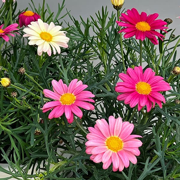 マーガレット:スマッシュ ピンク&レモン5号鉢植え