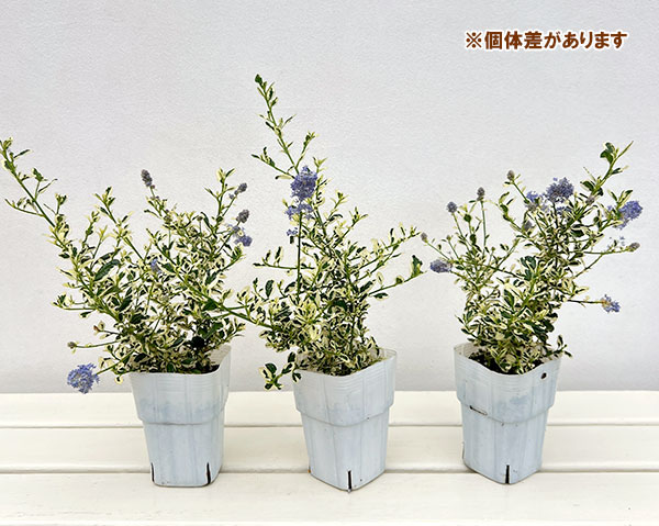 セアノサス:クールブルー(斑入り)3号ポット