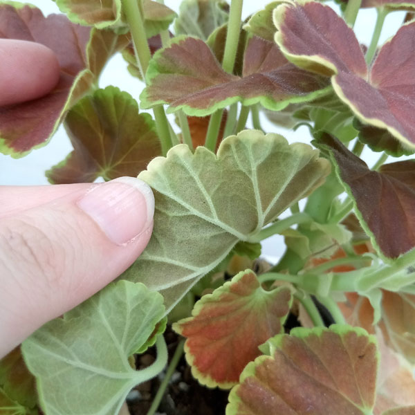 ゼラニウム ゼラニウム：キャラメル3.5号ポット の通販 | 園芸ネット