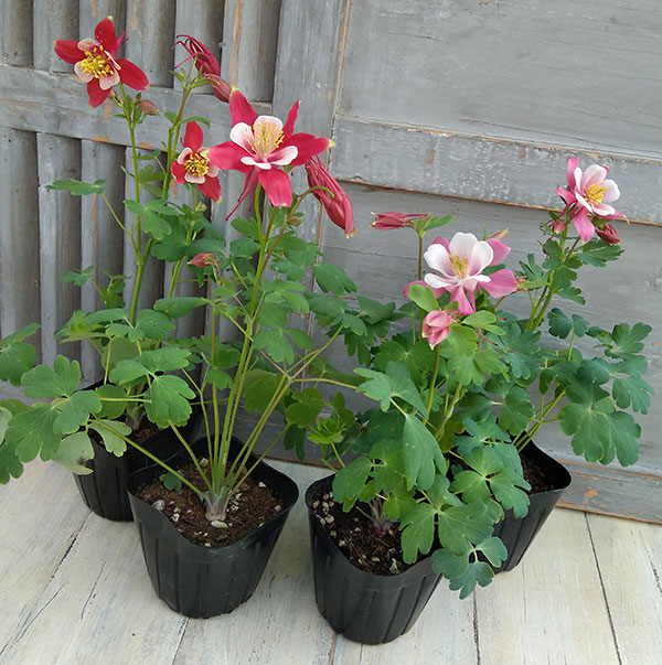 西洋オダマキ：キリガミ　ローズ＆ピンク3.5号ポット*