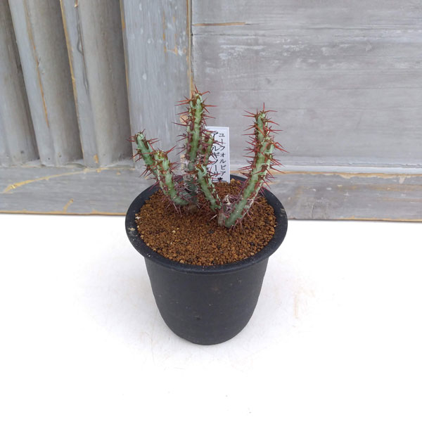 ユーフォルビア:アエルギノーサ 3号鉢植え