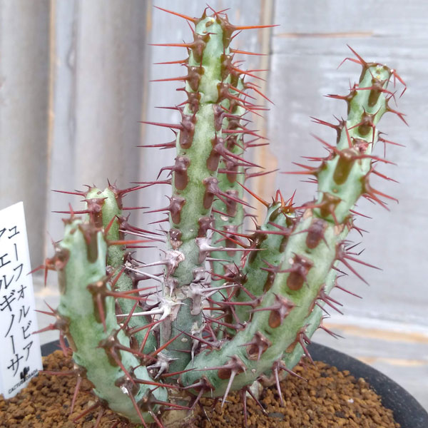 ユーフォルビア:アエルギノーサ 3号鉢植え