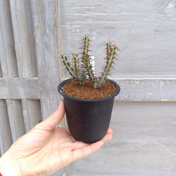 ユーフォルビア:アエルギノーサ 3号鉢植え