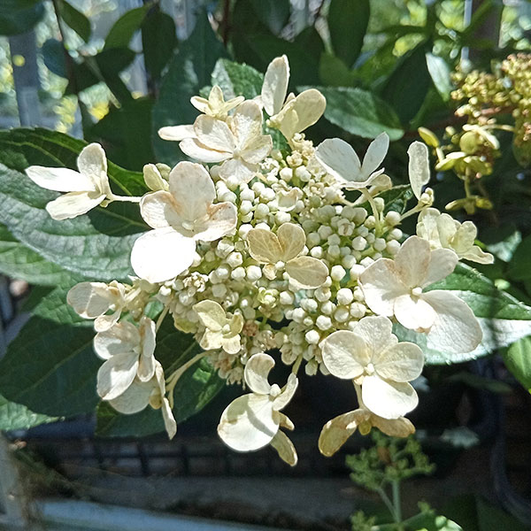 ★ひ ウイルス 紫の花 / 牧野修 / アスペクトノベルス ☆ひ ウイルス 紫の花 / 牧野修 / アスペクトノベルス - メルカリ