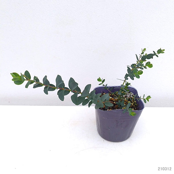 ユーカリ：バルブラ3号ポット