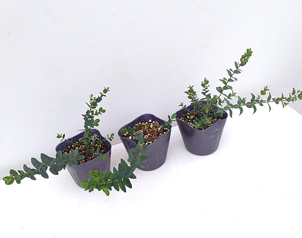 ユーカリ：バルブラ3号ポット