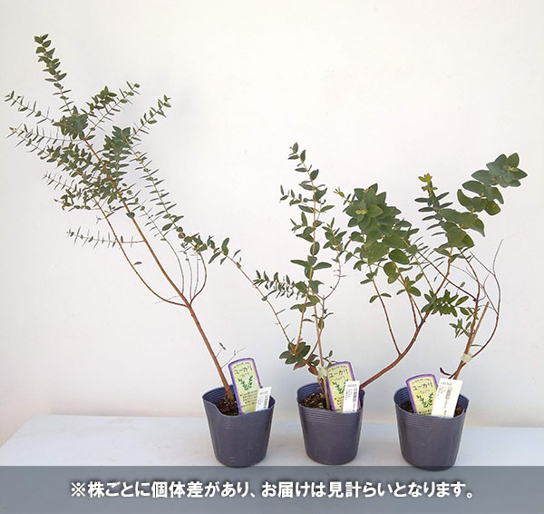 ユーカリ：バルブラ3号ポット