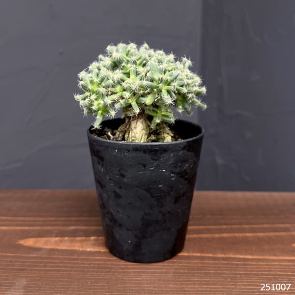 トリコディアデマ:デンサム 紫晃星 3号鉢植え