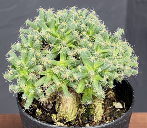 トリコディアデマ:デンサム 紫晃星 3号鉢植え