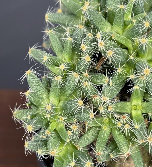 トリコディアデマ:デンサム 紫晃星 3号鉢植え