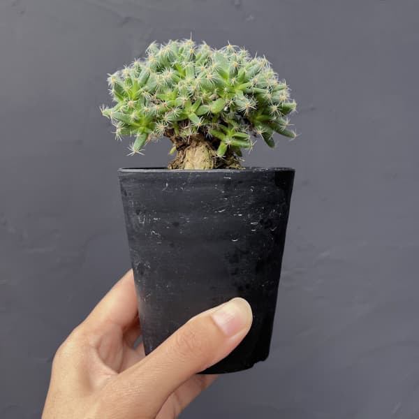 トリコディアデマ:デンサム 紫晃星 3号鉢植え