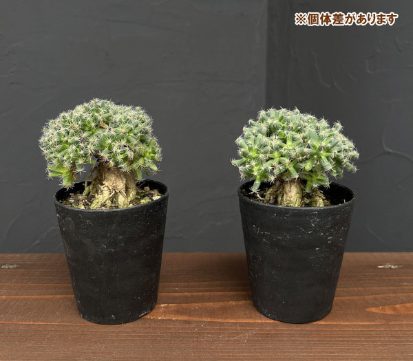 トリコディアデマ:デンサム 紫晃星 3号鉢植え