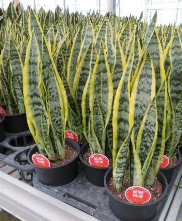 サンセベリア(サンスベリア) ローレンティ 5号鉢植え