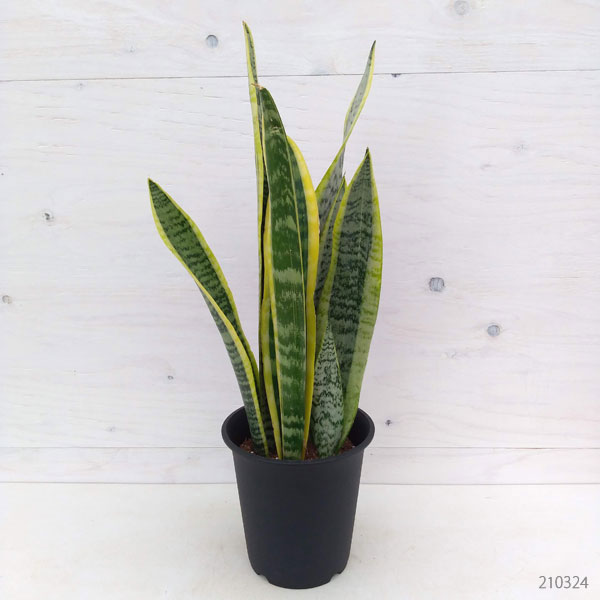 サンセベリア(サンスベリア) ローレンティ 5号鉢植え