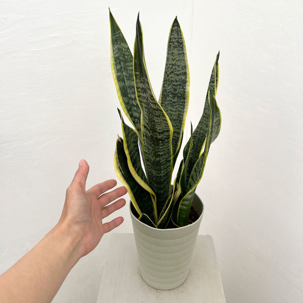 サンセベリア(サンスベリア) ローレンティ 5号鉢植え