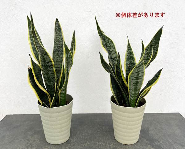 サンセベリア(サンスベリア) ローレンティ 5号鉢植え