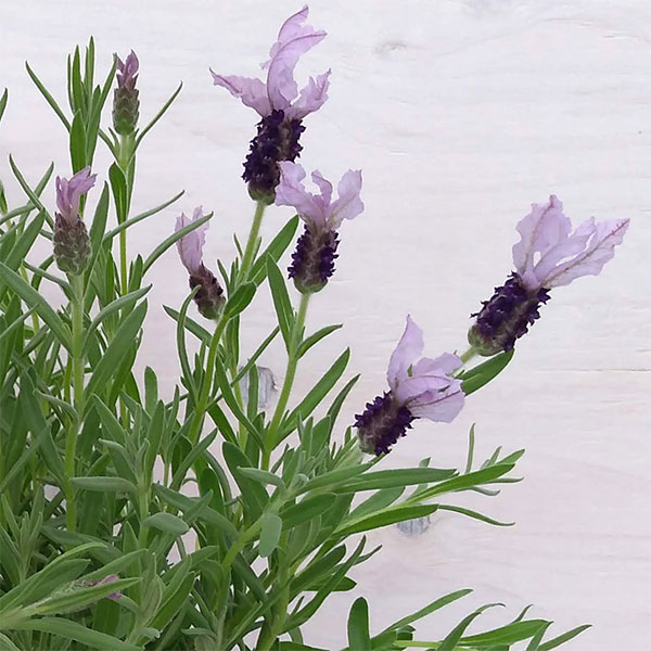 パープル　ラベンダー ホンダ（HONDA） DIO ライブディオ/ZX(AF35-1型) 外装カウル 6点セット