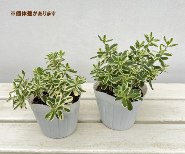 ポーチュラカ:ミルク&ハニー3.5号ポット