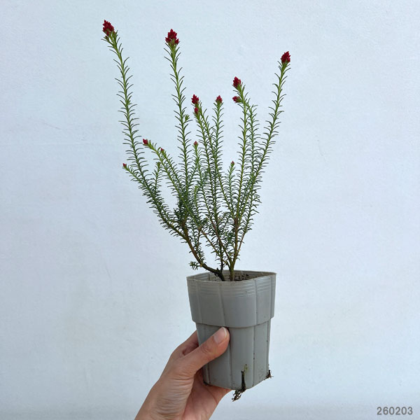 ライスフラワー・キャンディーレッド3号ポット