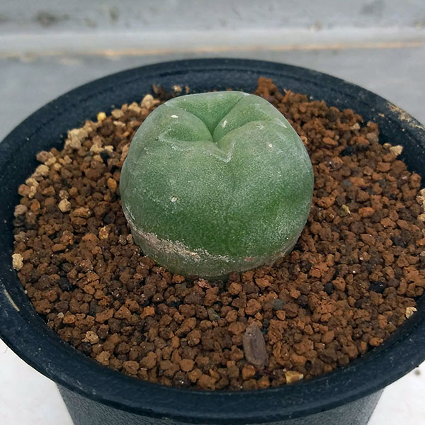 サボテン：翠冠玉　2.5号