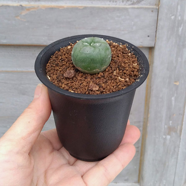 サボテン：翠冠玉　2.5号