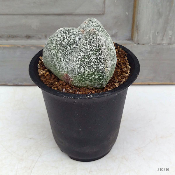 サボテン:三角鸞鳳玉(さんかくらんぽうぎょく)2.5号