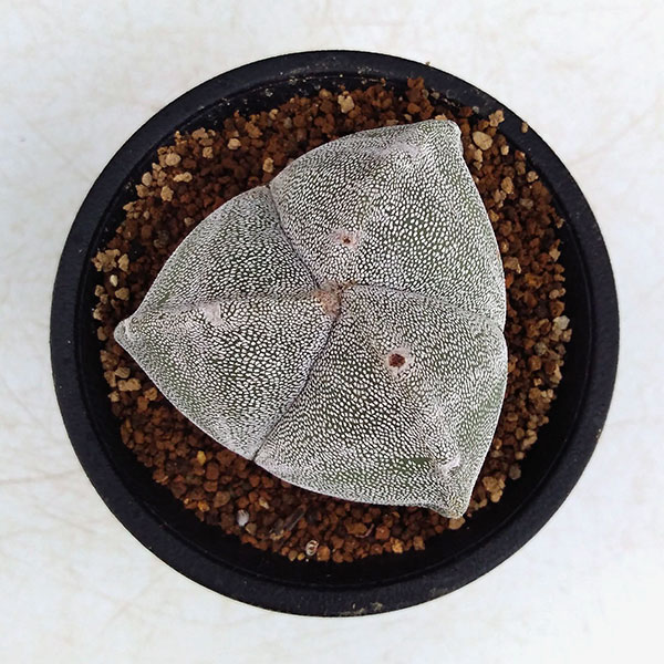 サボテン:三角鸞鳳玉(さんかくらんぽうぎょく)2.5号