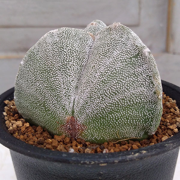 サボテン:三角鸞鳳玉(さんかくらんぽうぎょく)2.5号