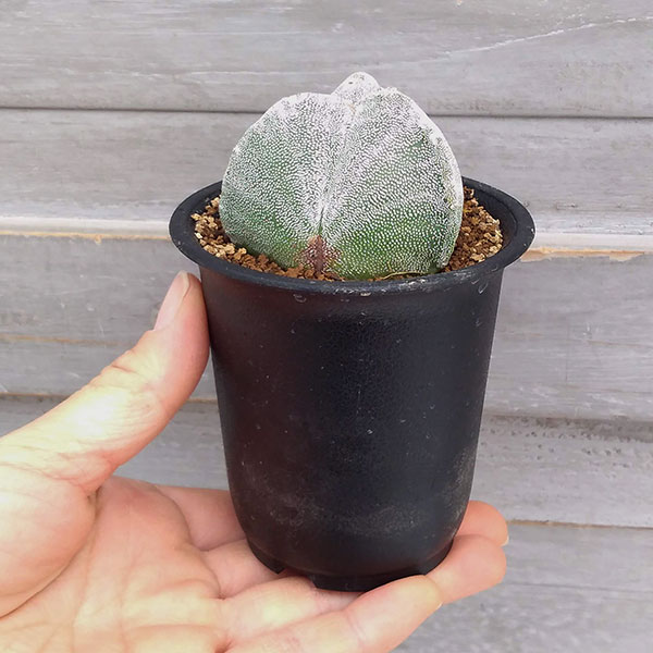 サボテン:三角鸞鳳玉(さんかくらんぽうぎょく)2.5号